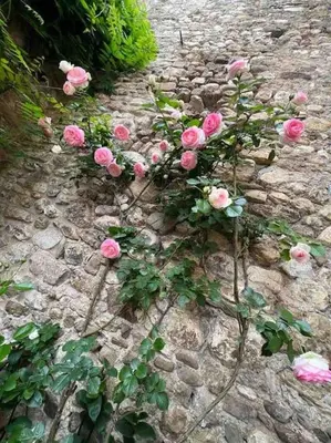 Giardino di casatorre medioevale