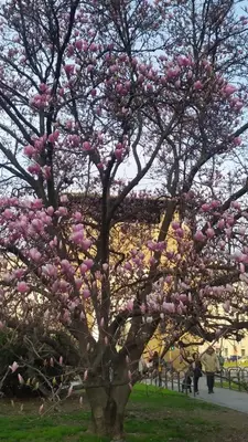 Giardino di Firenze Alla Porta coi Sassi