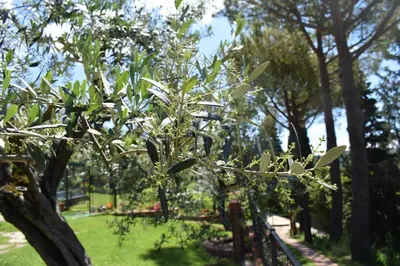 Giardino di Casale Asciolo