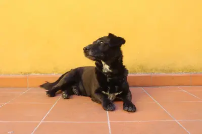 Ospiti di Al Canto B&B con animali domestici