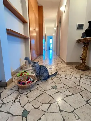 Ospiti di Stanza singola in appartamento condiviso con animali domestici