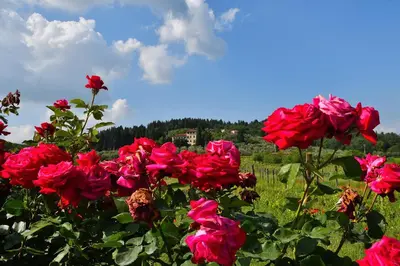 Giardino di Villa Silvia