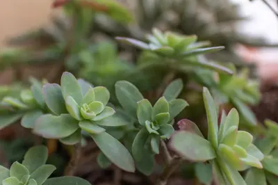Giardino di B&B Giorni Dipinti