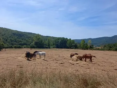 Altri animali domestici presso l'appartamento o nei dintorni