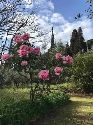 Giardino di Podere Solatio - Tuscany Hills next to Florence