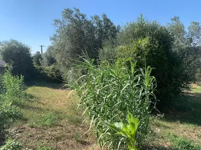 Giardino di Casina Le Rondini
