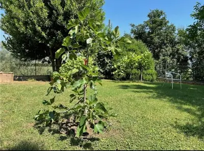 Giardino di Casina Le Rondini