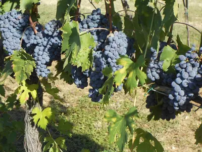 Planimetria di Agriturismo Circugnano