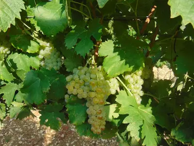 Planimetria di Agriturismo Circugnano
