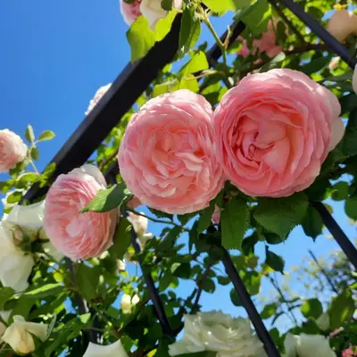 Giardino di Pane e Marmellata