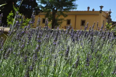 Giardino di Buonincontro Apartment