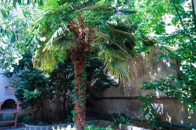 Giardino di Acacia Firenze Apartments Artemisia-Angelica
