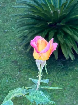 Giardino di La Limonaia di Vanna