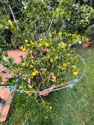 Giardino di La Limonaia di Vanna