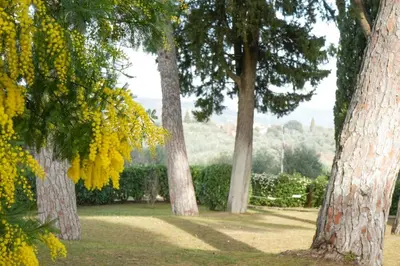 Giardino di Olive Tree Apartment