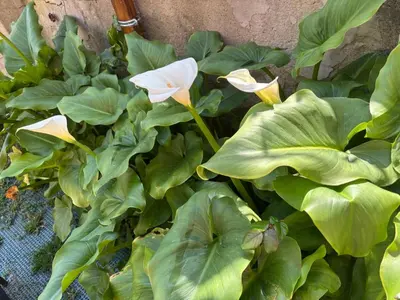 Giardino di Rinuccini 46