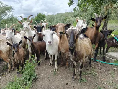 Altri animali domestici presso l'agriturismo o nei dintorni