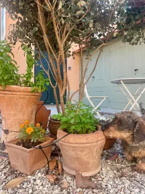 Giardino di Notes of Florence - Stylish Suite in an Authentic Area