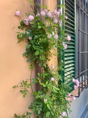 Giardino di Notes of Florence - Stylish Suite in an Authentic Area