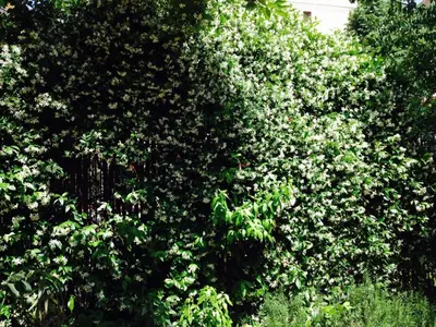 Giardino di La Casa Di Scarlett