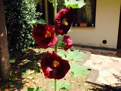 Giardino di La Casa Di Scarlett