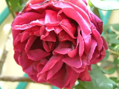Planimetria di Corte della rosa