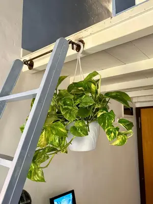 Planimetria di Pothos by monteverdi