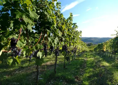 Paesaggio naturale nelle vicinanze dell'agriturismo