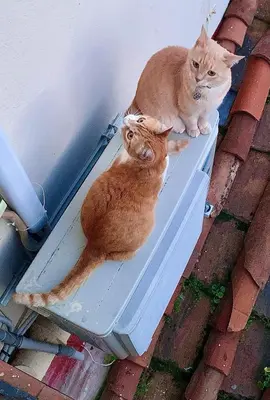 Ospiti di Tra Duomo e Torre di Arnolfo - WI-FI Veloce con animali domestici