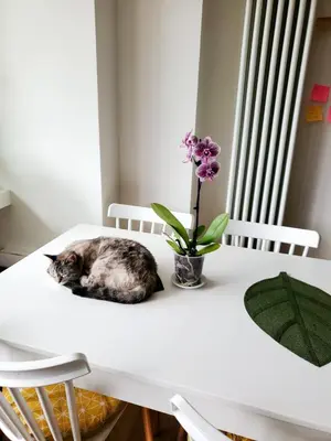 Ospiti di A Happy Home! con animali domestici