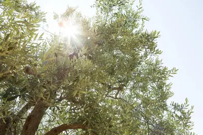 Planimetria di La Dolce Vita in Settignano