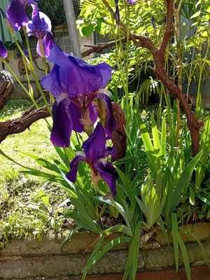 Giardino di Stella House in the heart of ancient Florence