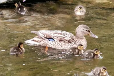 Altri animali domestici presso l'appartamento o nei dintorni