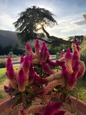 Giardino di Villa D'Arte Agri Resort