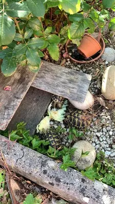 Giardino di Aquahouse - Villa, romantica mansarda e acquari