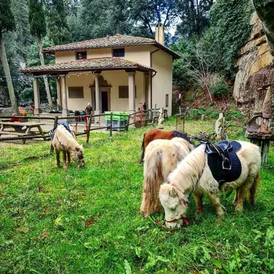 Altri animali domestici presso l'agriturismo o nei dintorni