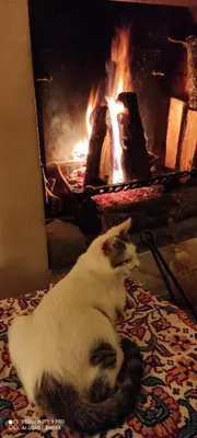 Ospiti di La Campana con animali domestici
