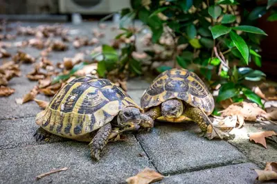 Altri animali domestici presso il bed & breakfast o nei dintorni