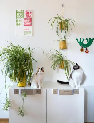 Ospiti di Zip b&b . design in Florence con animali domestici