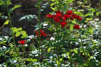 Planimetria di Gli Oleandri di Belfiore