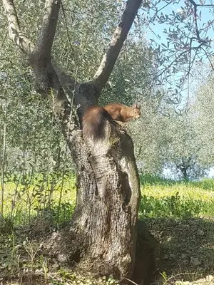 Planimetria di Agriturismo Il Pintello