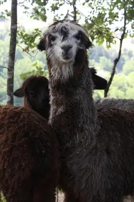 Altri animali domestici presso l'agriturismo o nei dintorni