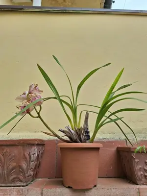 Planimetria di Dimora Del Magnifico