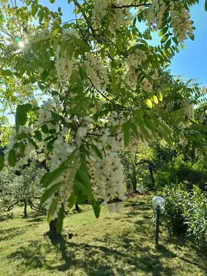 Giardino di Le Massucce