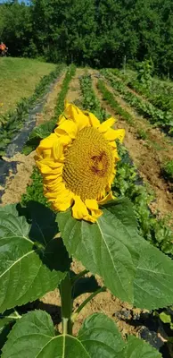Planimetria di Bioagriturismo Poderaccio