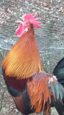 Altri animali domestici presso l'agriturismo o nei dintorni