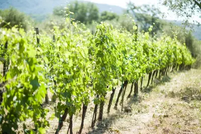 Paesaggio naturale nelle vicinanze del bed & breakfast