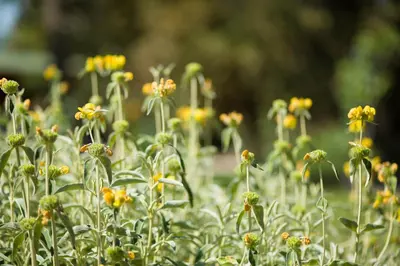 Giardino di Ancora del Chianti