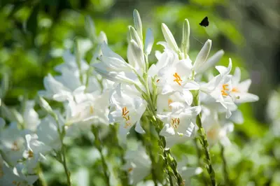 Giardino di Ancora del Chianti