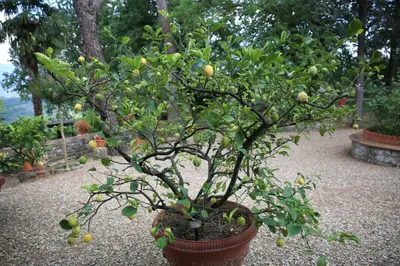 Giardino di Villa Francesca